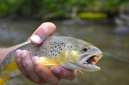 The grasshopper eldorado just started The grasshopper eldorado just started