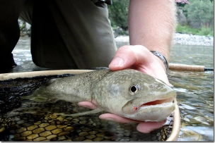 Netted marbel Netted marbel