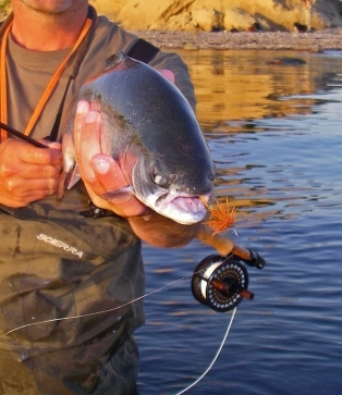 Greedy fish Greedy fish