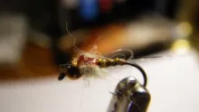 Video thumb for PMD Nymph