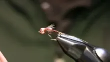 Video thumb for Glossy Back Baetis