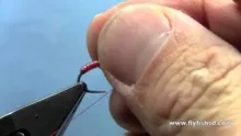 Video thumb for Chewee Bloodworm