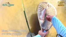 Video thumb for Most Powerful Trout Ever!
