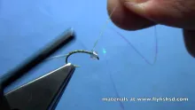 Video thumb for Translucent Midge Pupa
