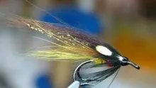 Video thumb for Hairwing Brown Turkey