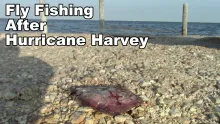 Video thumb for Fishing after Hurricane Harvey!