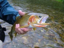User submitted picture: Westslope Cutthroat Trout...