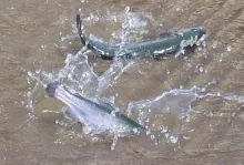 User submitted picture: Stocker Rainbows