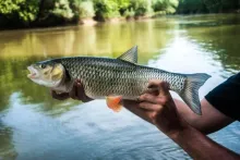 User submitted picture: Chub in my hand