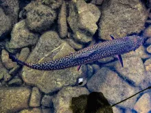 User submitted picture: Brookie