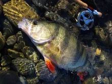User submitted picture: Perch