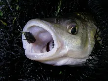 User submitted picture: Foam beetle strikes again