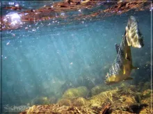 User submitted picture: catch and release 