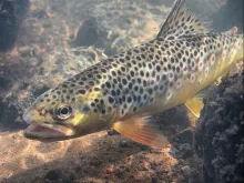 User submitted picture: -:: Lithuanian brown trou...