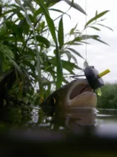 User submitted picture: Nice Chub , fell for a fo...