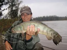 User submitted picture: Hoplias Malabaricus, It s...