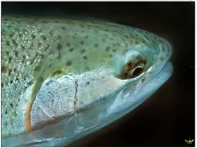 User submitted picture:  angel of the paradise