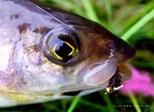 User submitted picture: Grayling