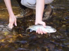 User submitted picture: One of my first trouts...