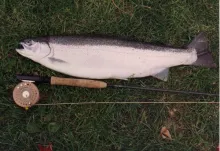 User submitted picture: Bright Steelhead  