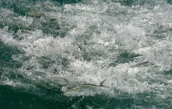 User submitted picture: Bluerunners feeding on ba...