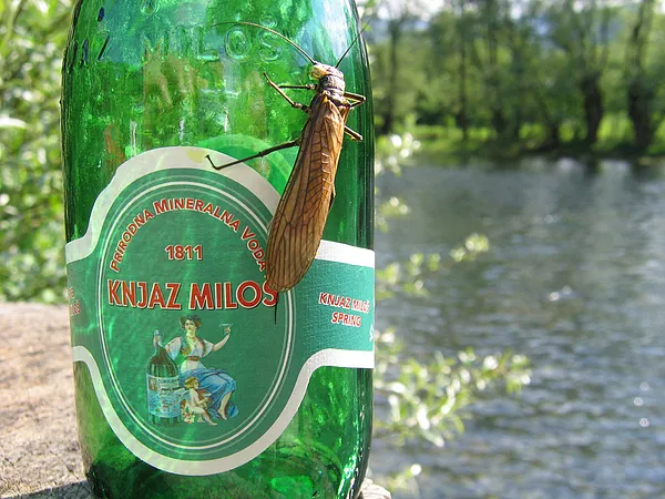 User submitted picture: Balkanik Stonefly by guid...