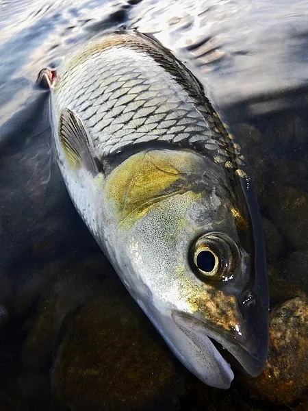 User submitted picture: Chub !