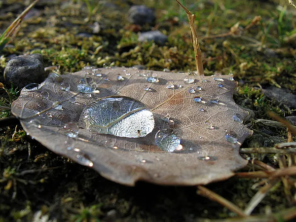 User submitted picture: After the rain