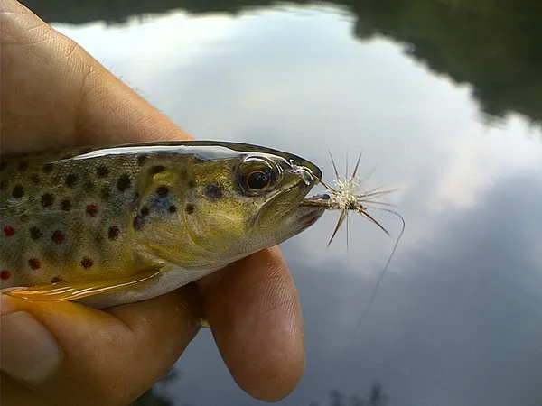 User submitted picture:  A little brownie.