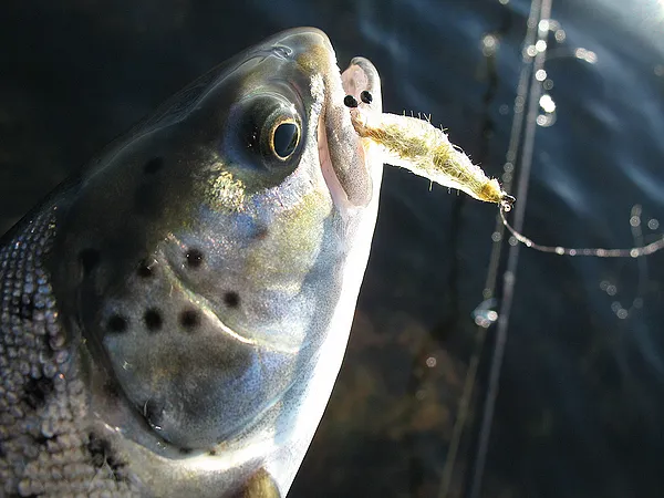 User submitted picture: Sea trout and The Junior ...